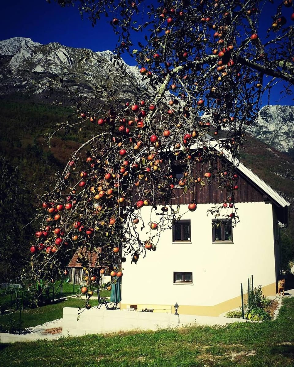 Property building, Day, Autumn, Pets, Mountain view, Location