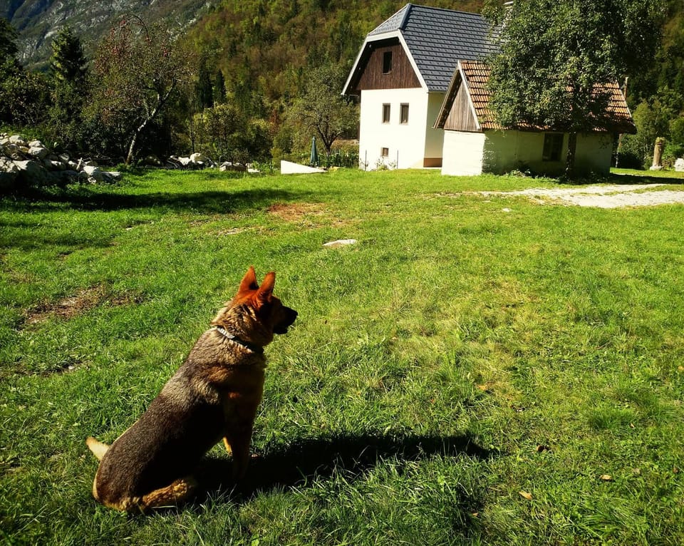 Property building, Day, Autumn, On site, Pets, Garden view, Mountain view