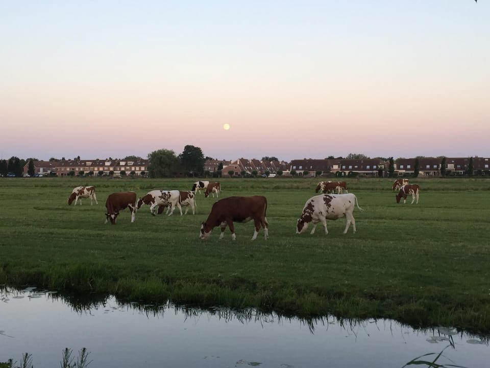 Animals