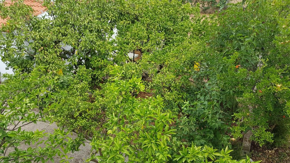 Garden view