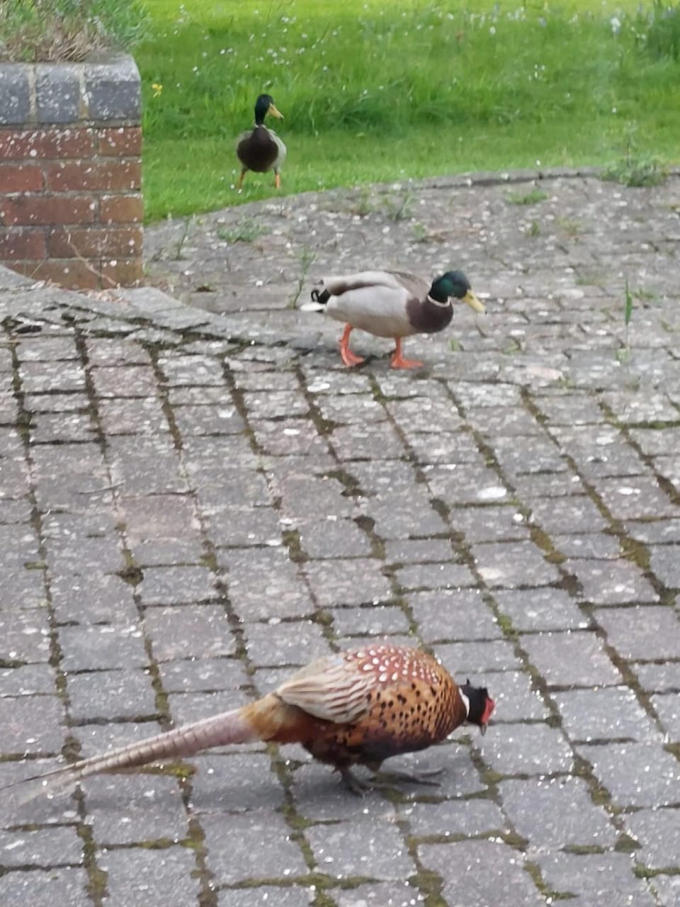 Garden, Animals