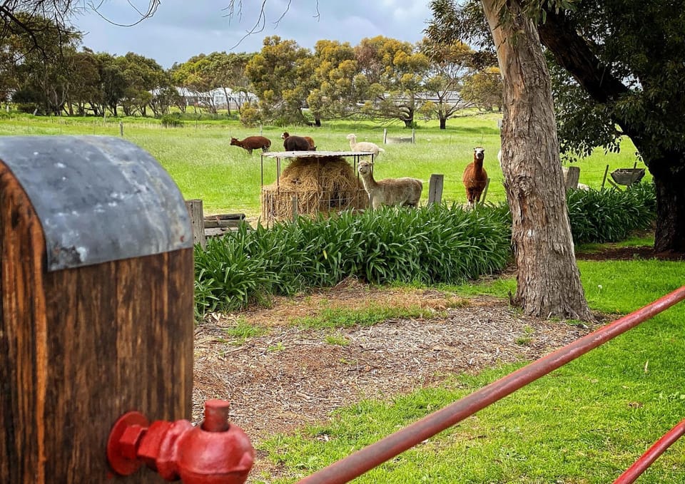 View (from property/room), Animals