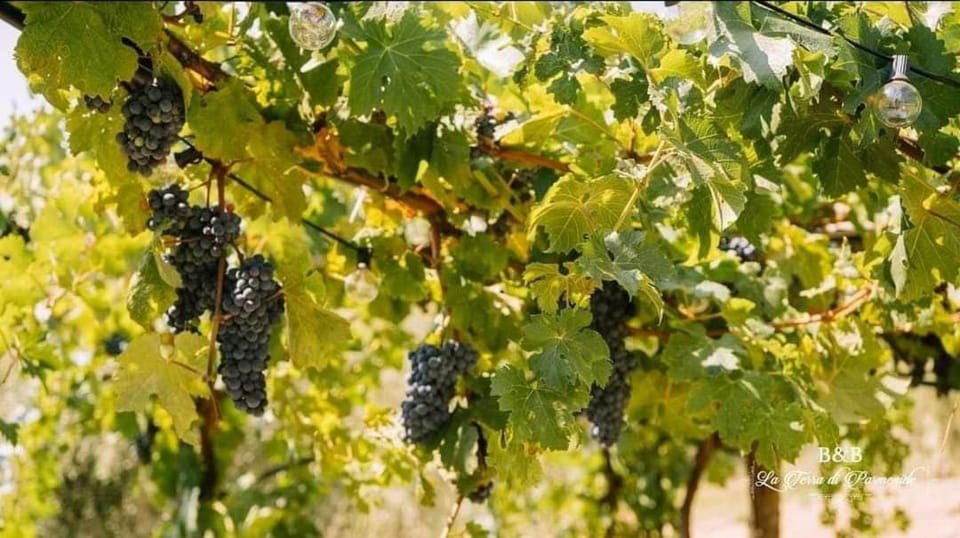 B&B La Terra di Parmenide Bed and Breakfast in Campania