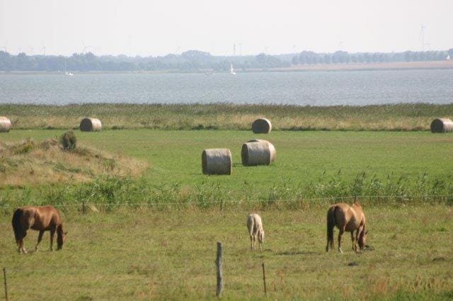 Lake view