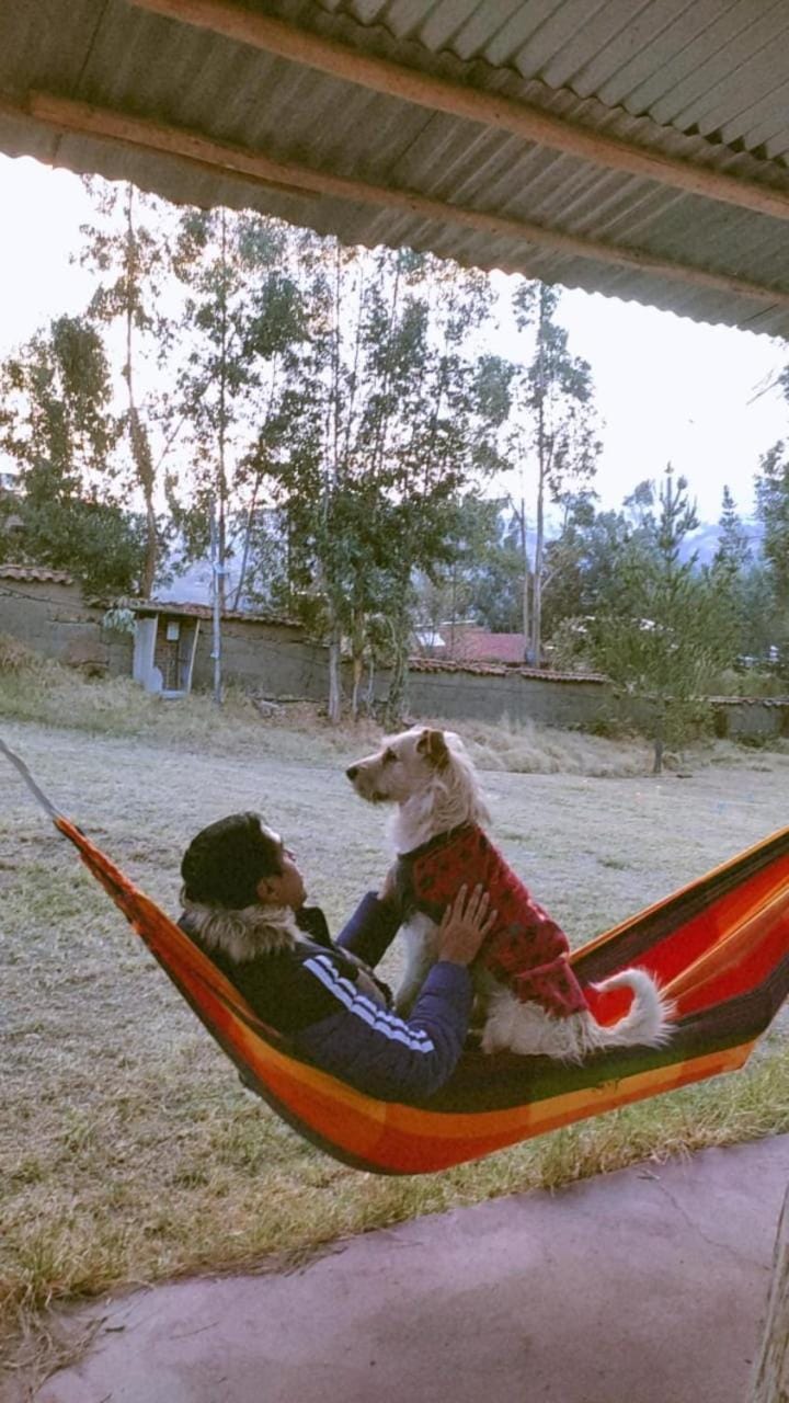 Pets, Guests, Garden view
