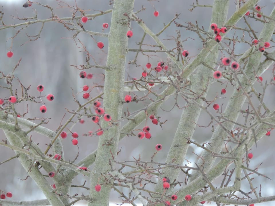 Natural landscape, Winter