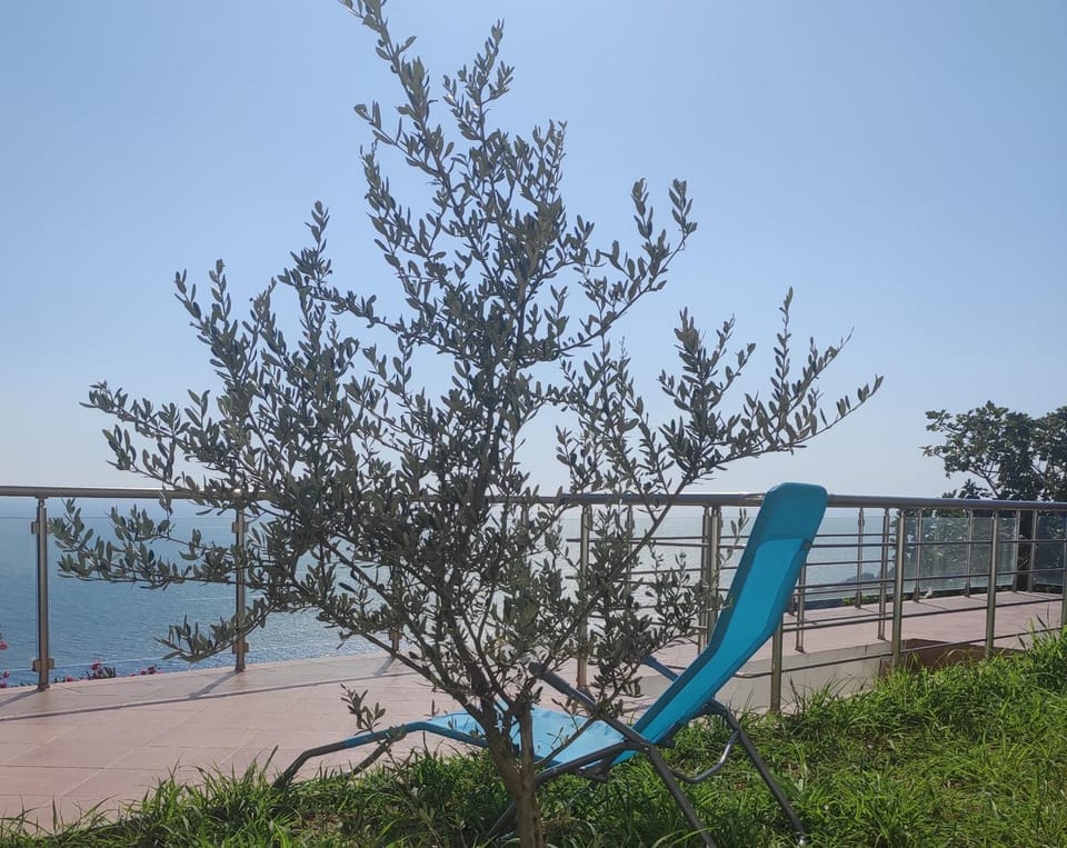 Apartment Oliva Apartment in Ulcinj