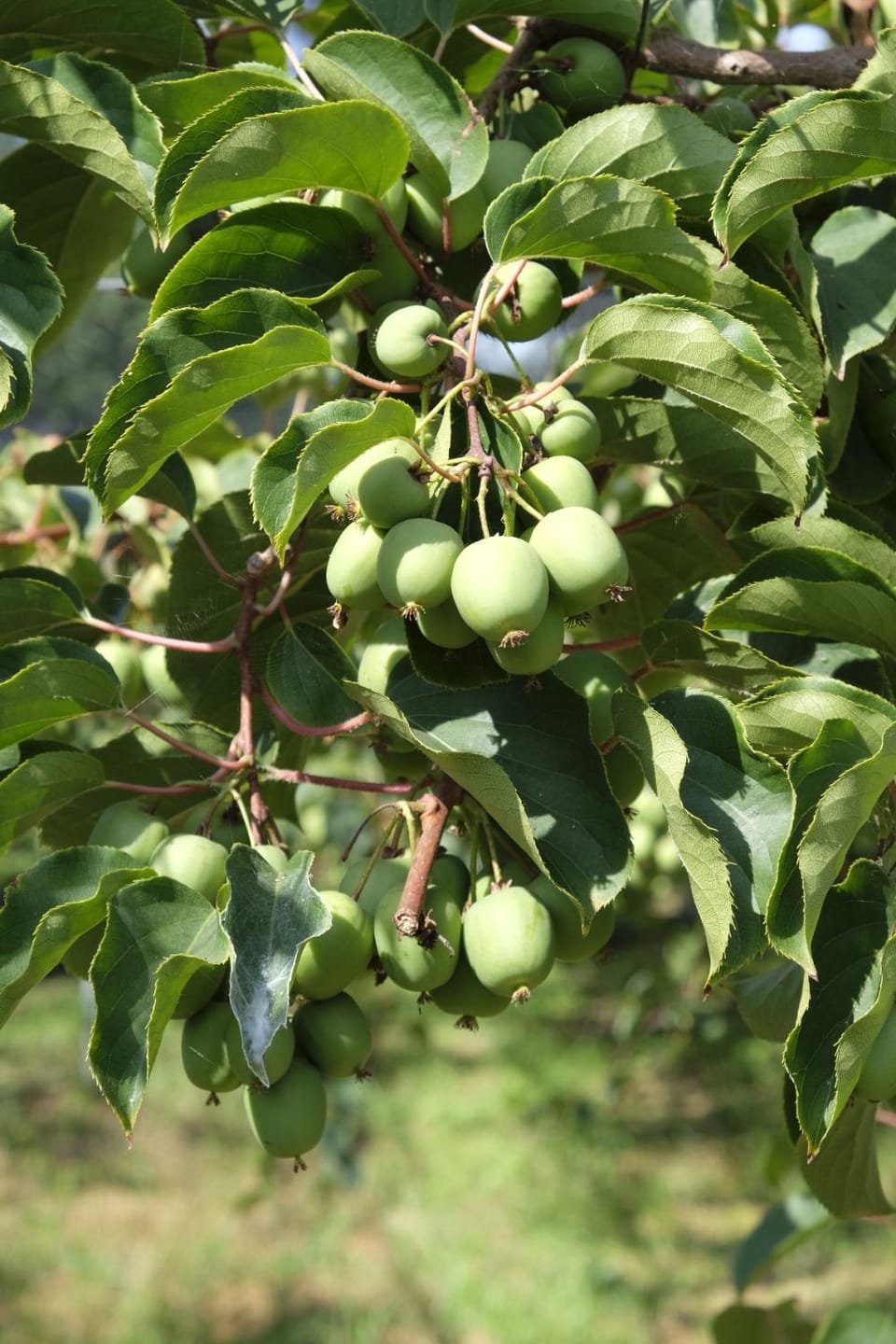 Quinta das Lavandeiras - Caldas de Vizela Farm Stay in Porto District