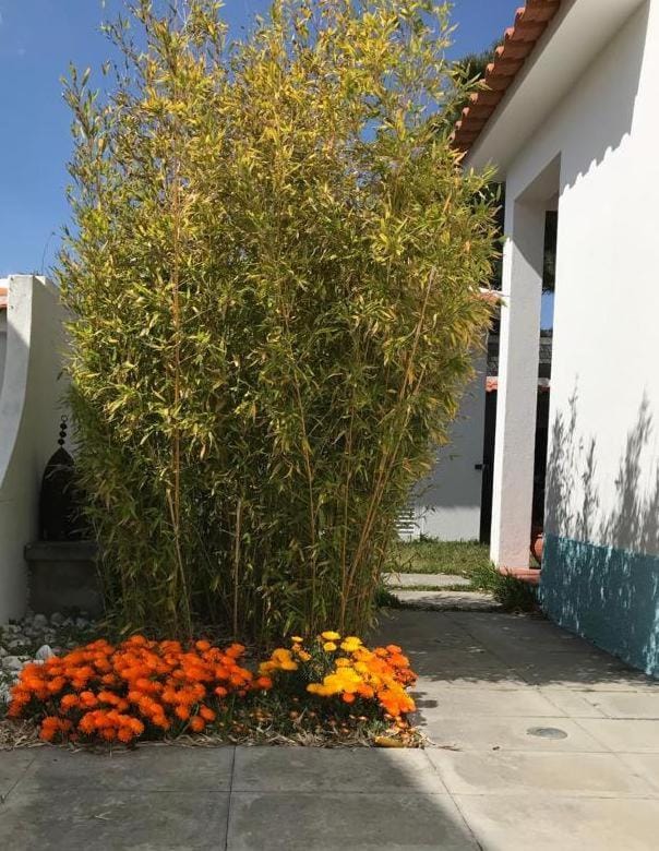 Garden, Garden view