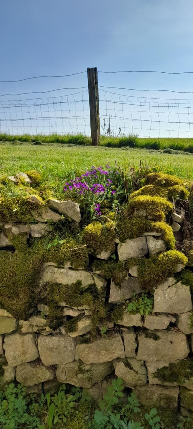 ferme des champs Bed and Breakfast in Vosges