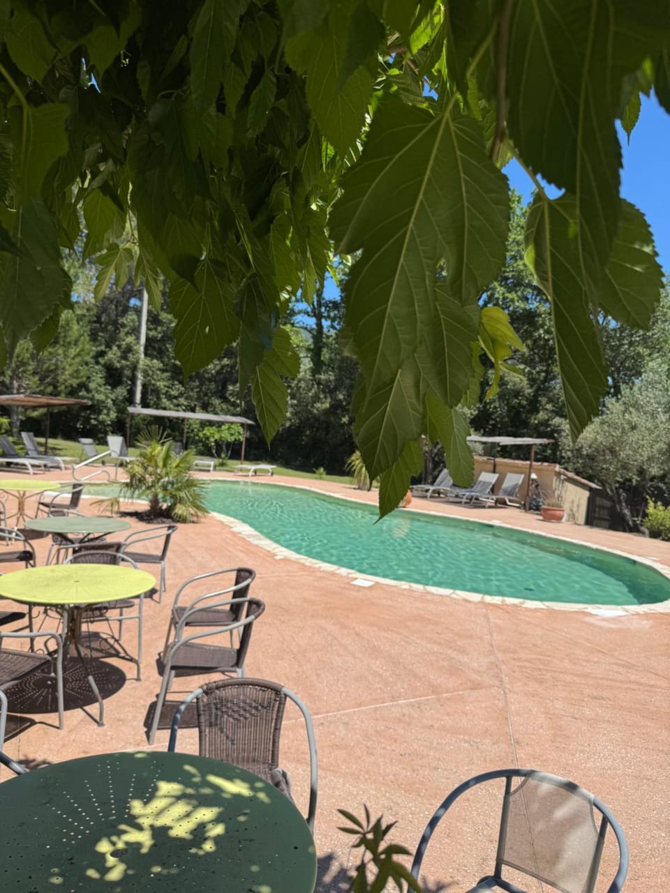 Garden, Pool view, Swimming pool, sunbed