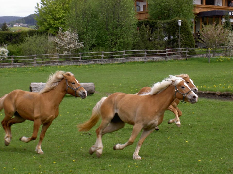 Animals