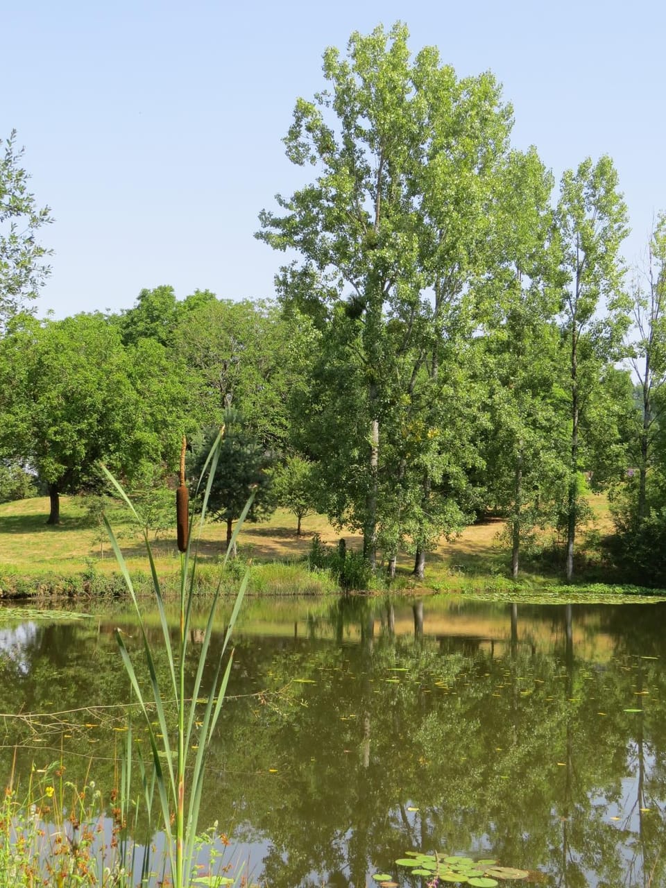 Lake view