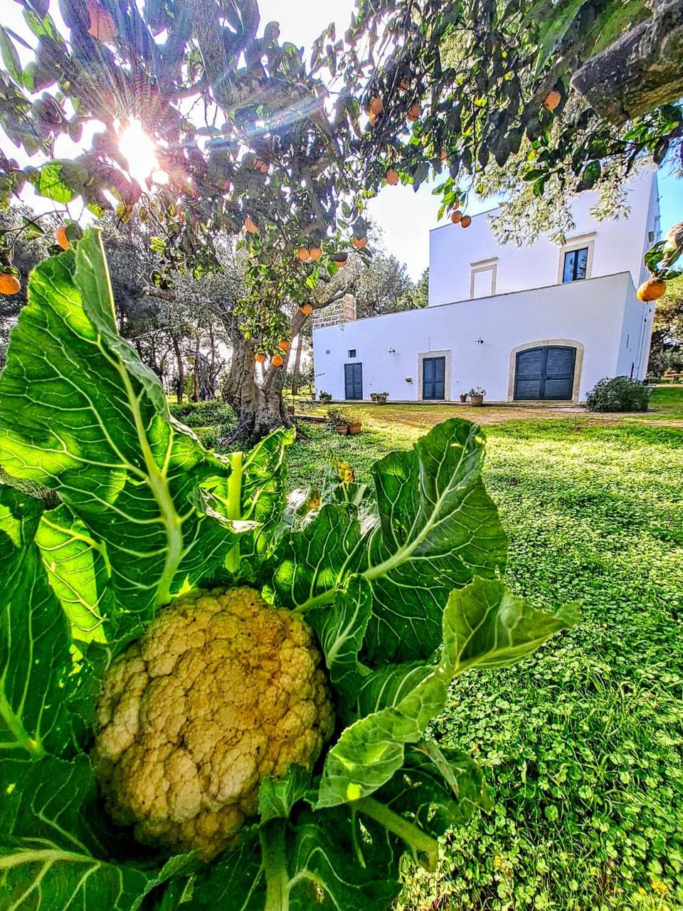Masseria Fracchicchi Bed and Breakfast in Apulia