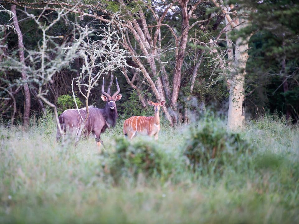 Animals
