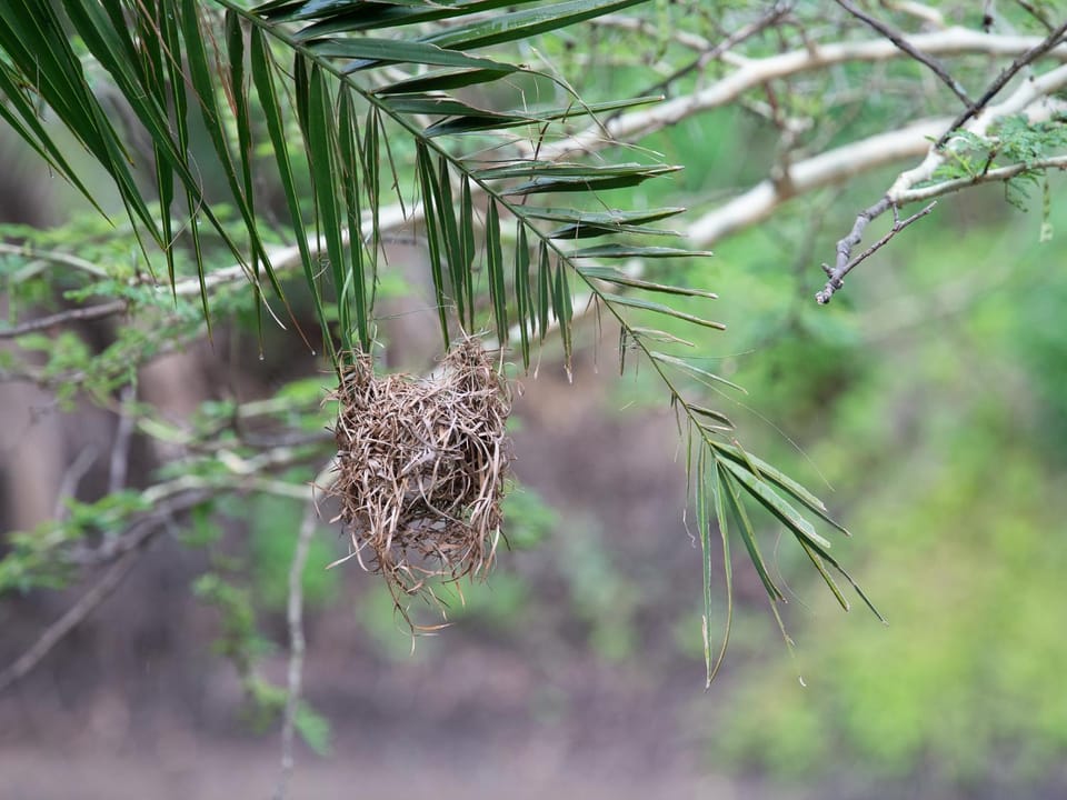 Natural landscape, Animals
