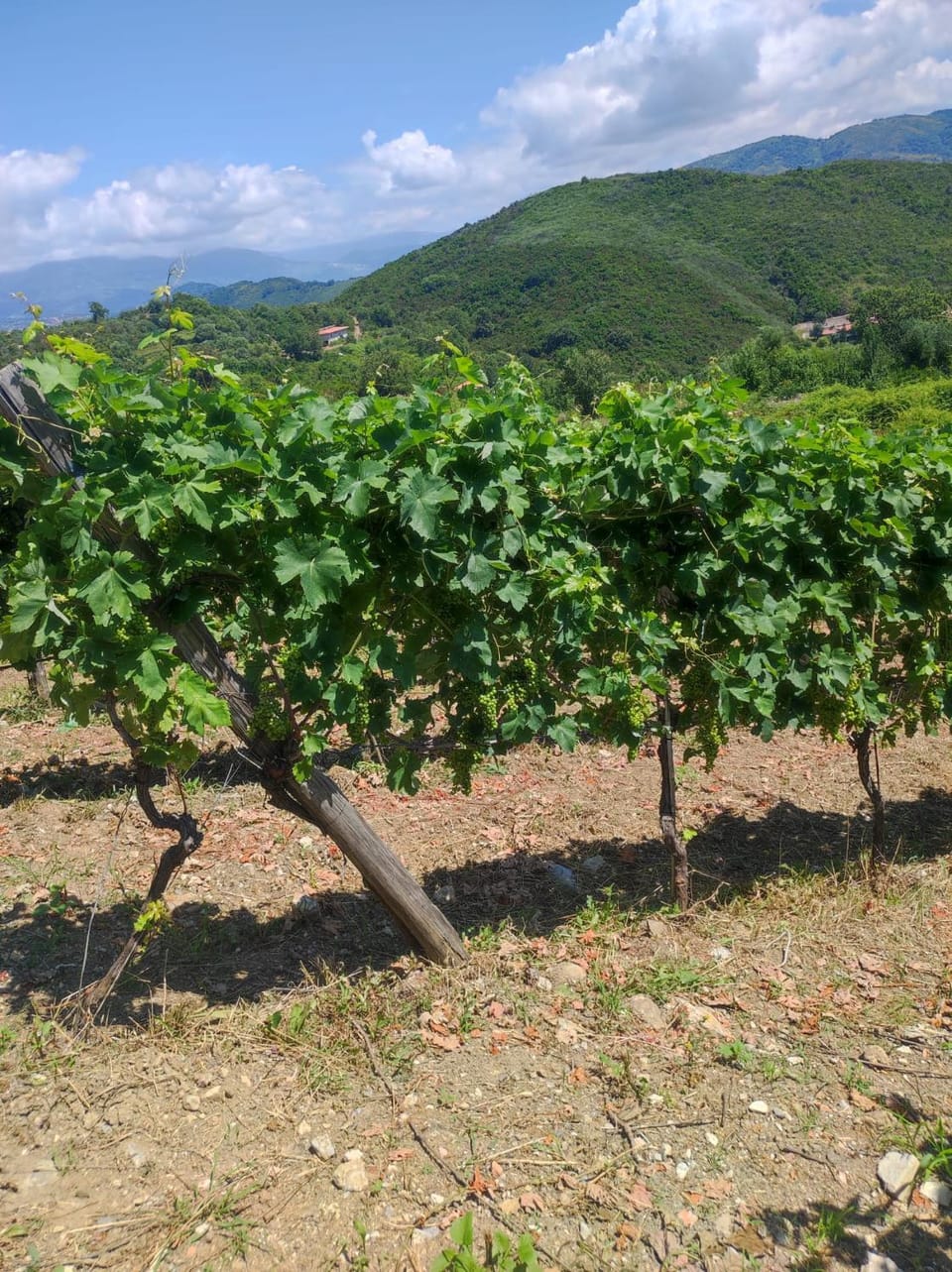 Tenuta del Bifan Country House in Basilicata