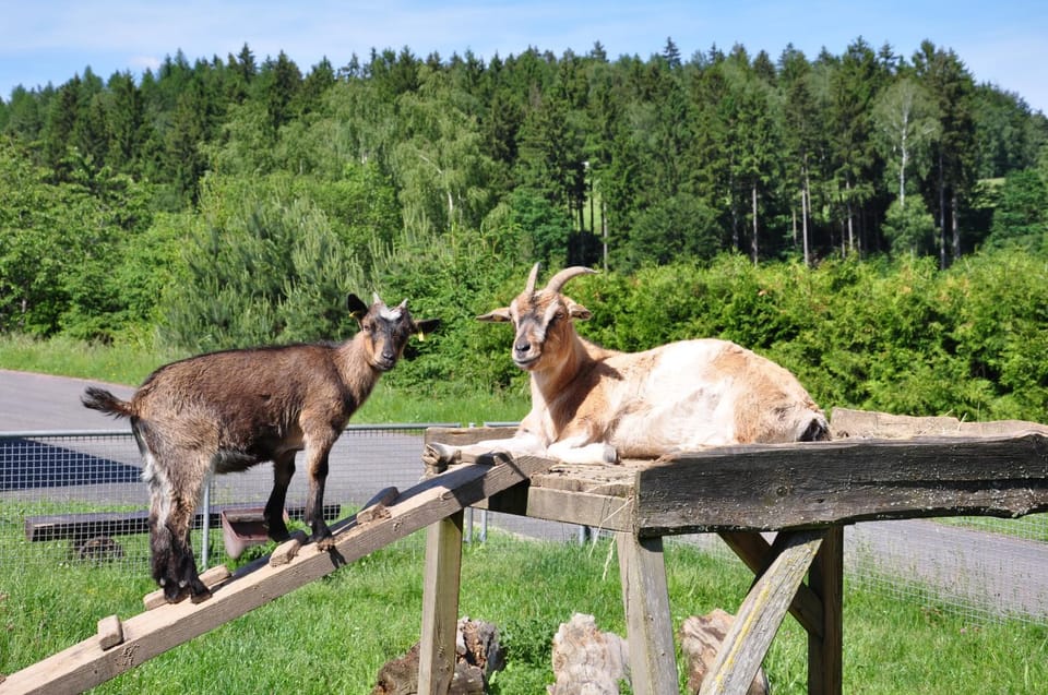 Animals