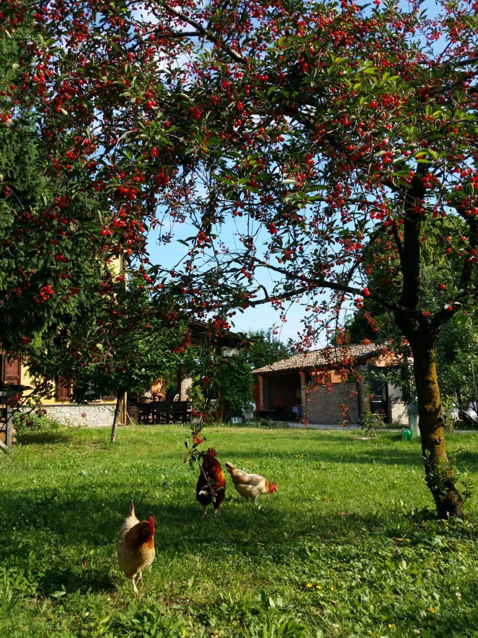 Property building, Animals