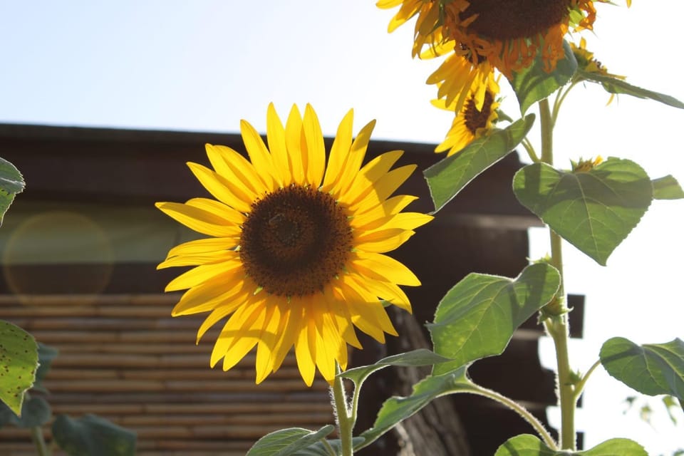 Il Girasole Alloggio House in Sardinia