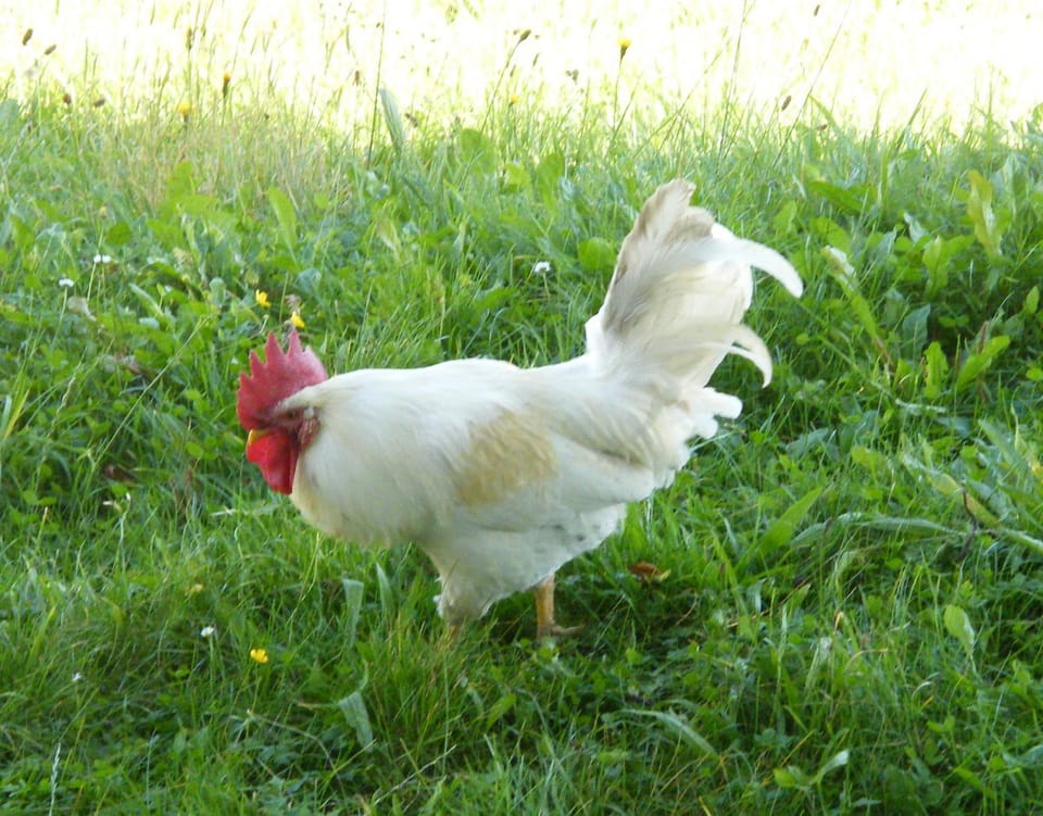 Animals