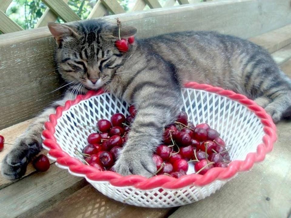 Pets