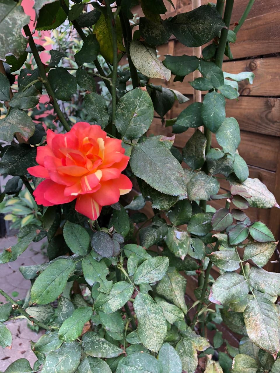 La Porta Nel Giardino Apartment in Asti