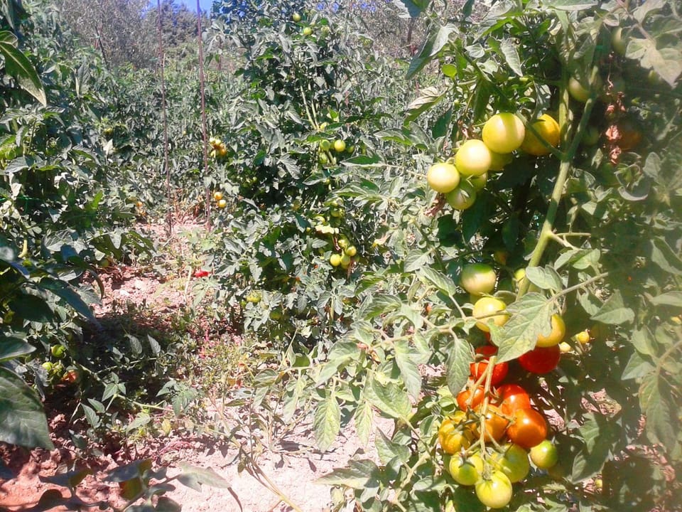 Natural landscape, Garden, Supermarket/grocery shop