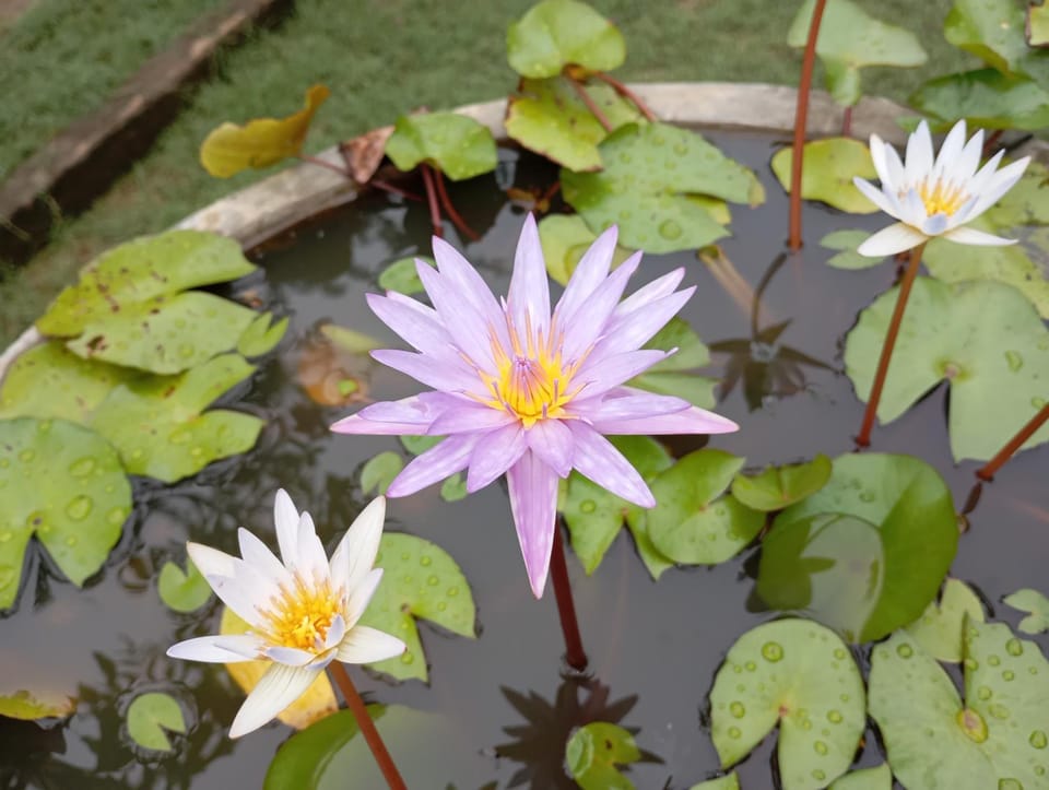 Suduweli Beauties of Nature - Yala Bed and Breakfast in Southern Province