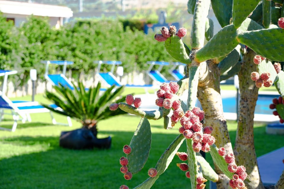 Garden, Garden, Garden view, Garden view, Swimming pool