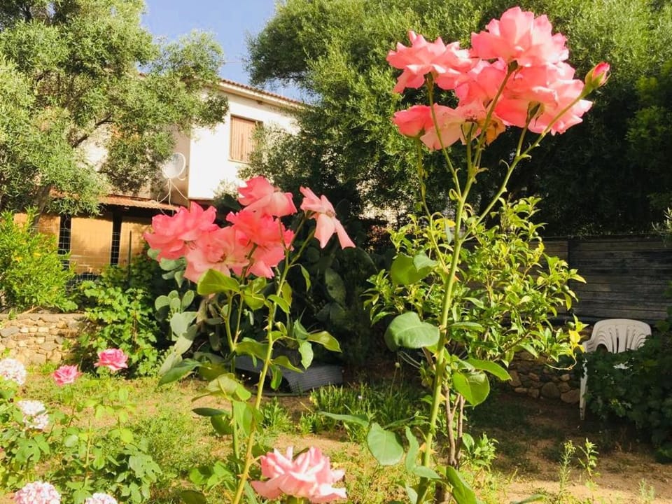 B&b Sa Domo Bed and Breakfast in Sardinia