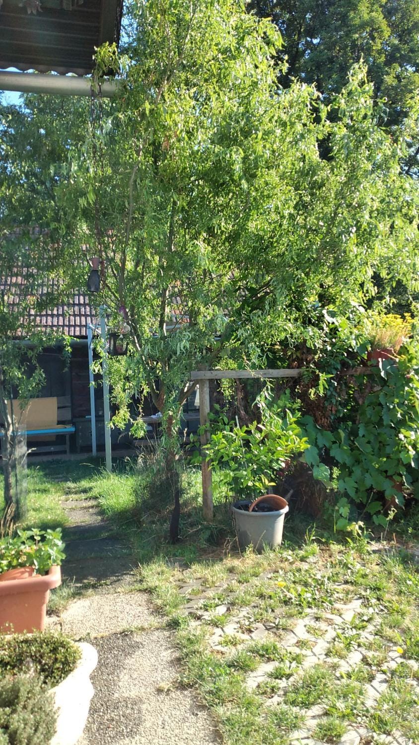 Petite Noel House in Hungary