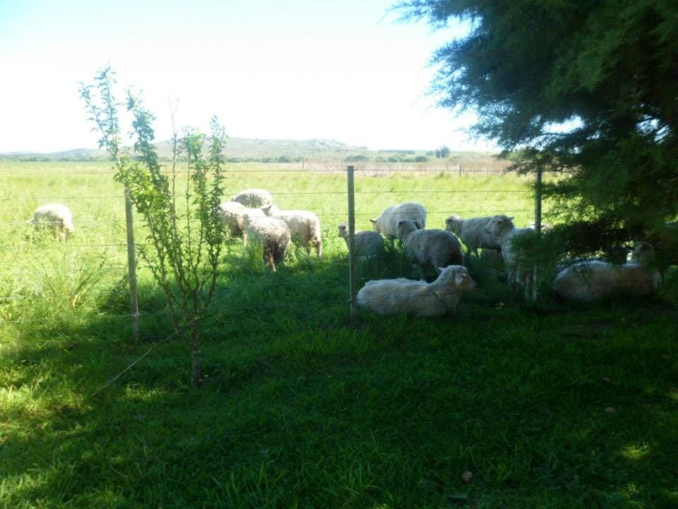 Garden, Animals, Garden view
