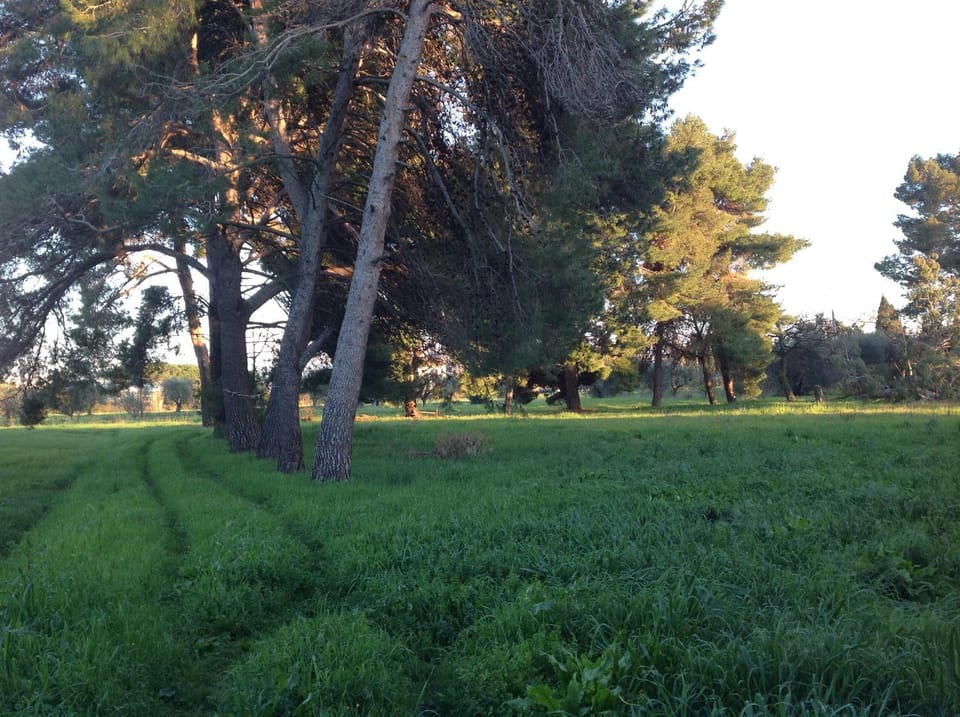 Garden view