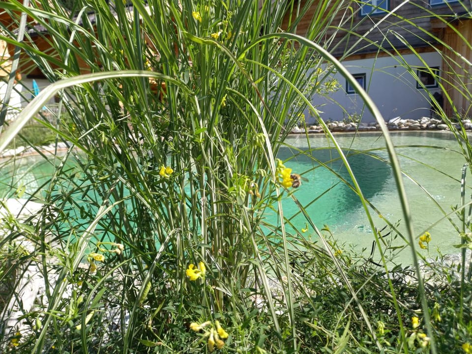 Day, Garden, Garden view, Pool view, Swimming pool