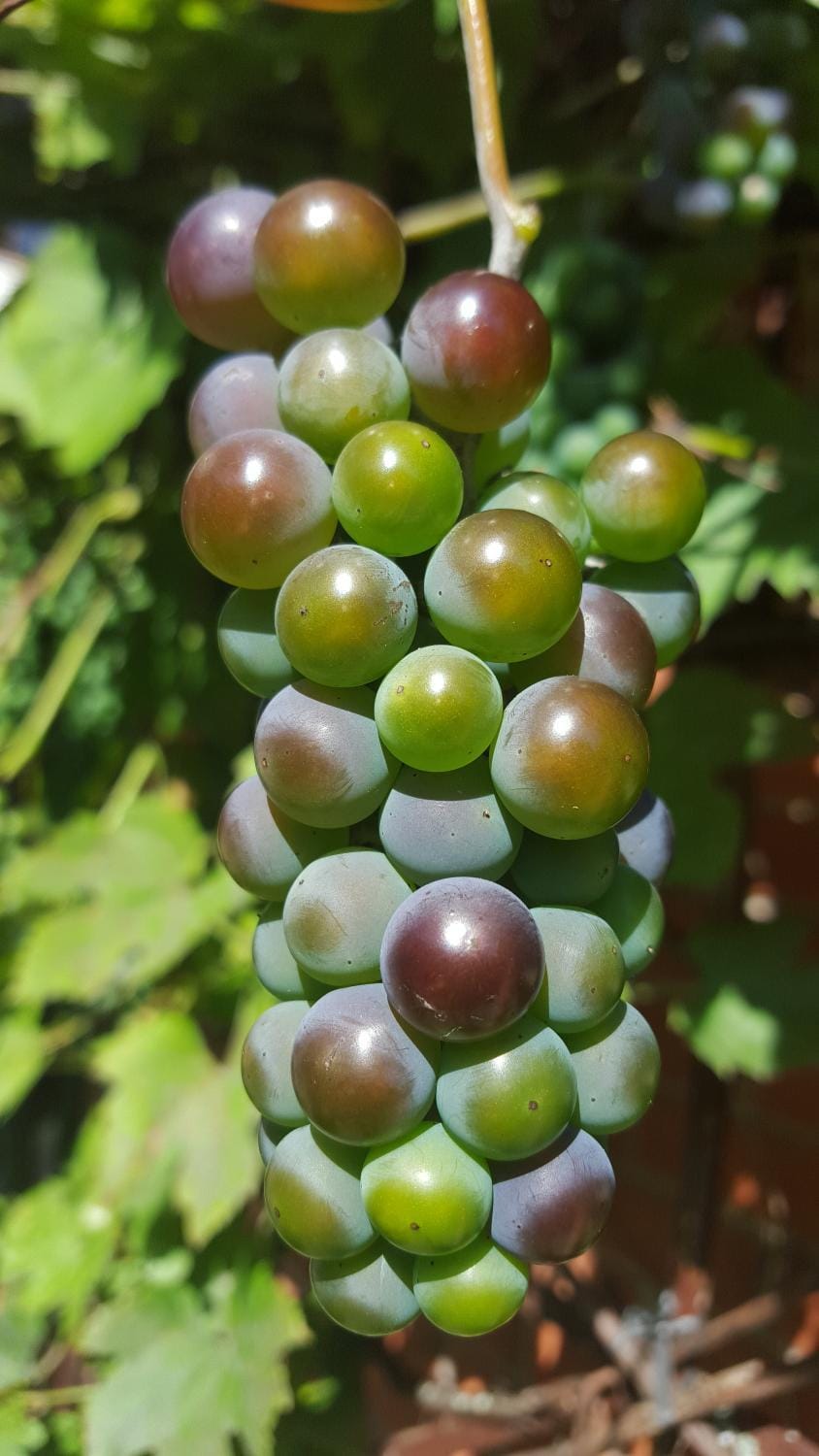 Garden, Autumn, Garden view