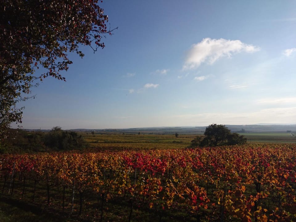 Weingut Wagner Vacation rental in Austria
