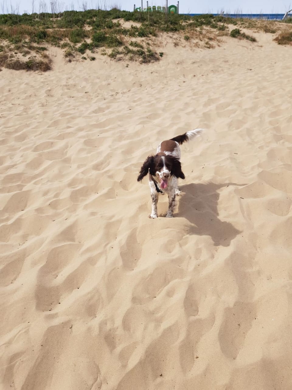247a South Shore Pet friendly Chalet in England