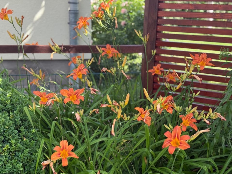 Ferienwohnung Neustrelitz Apartment in Mecklenburgische Seenplatte