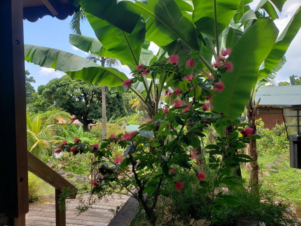 Garden view