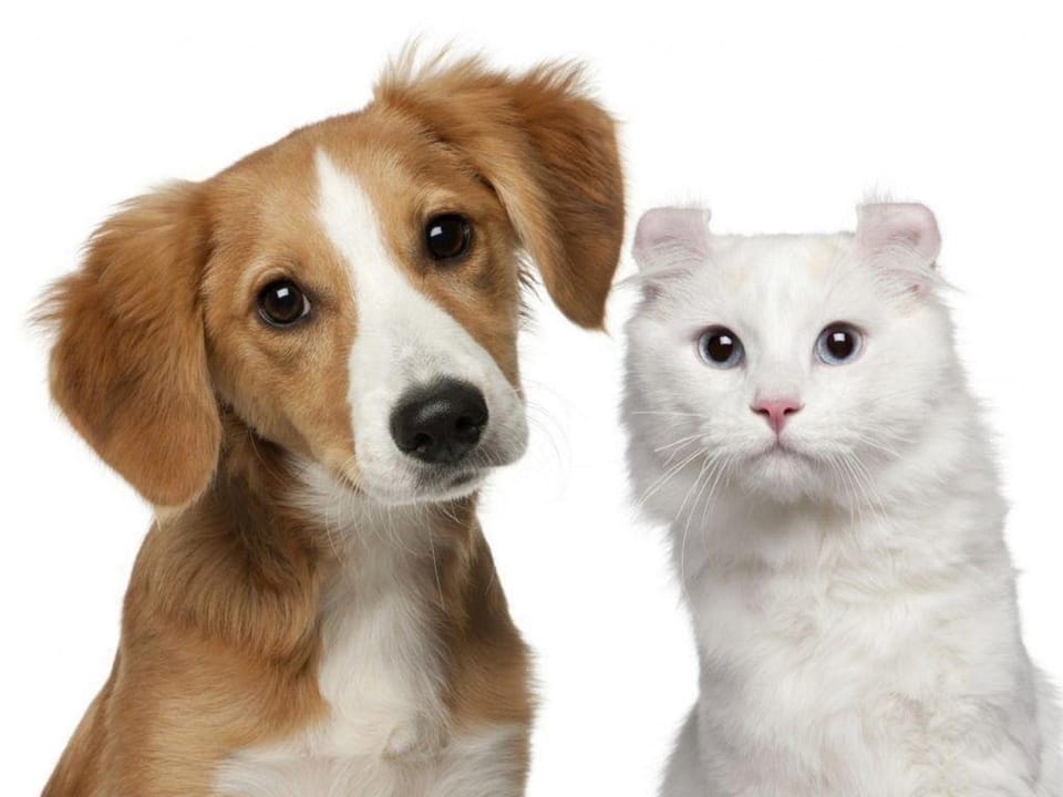 Pets