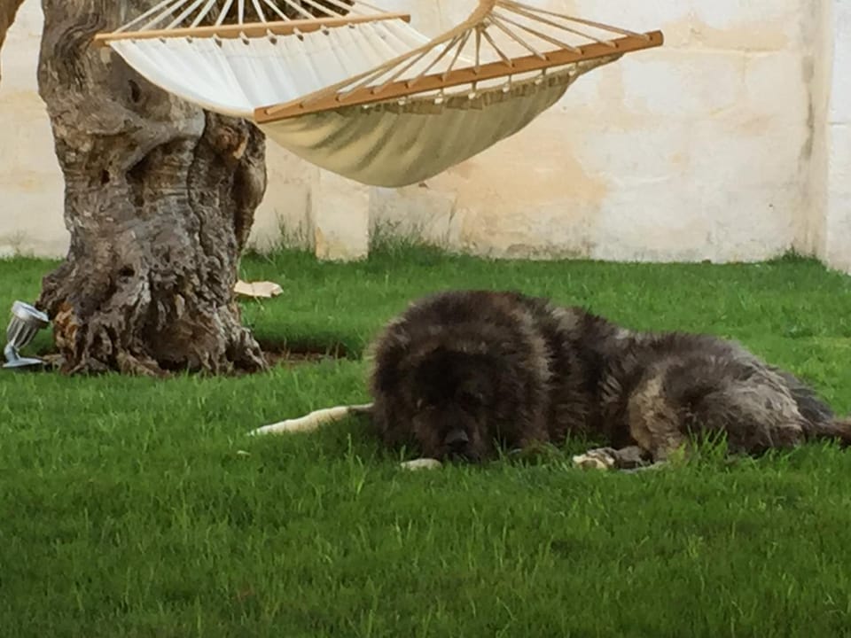 Pets