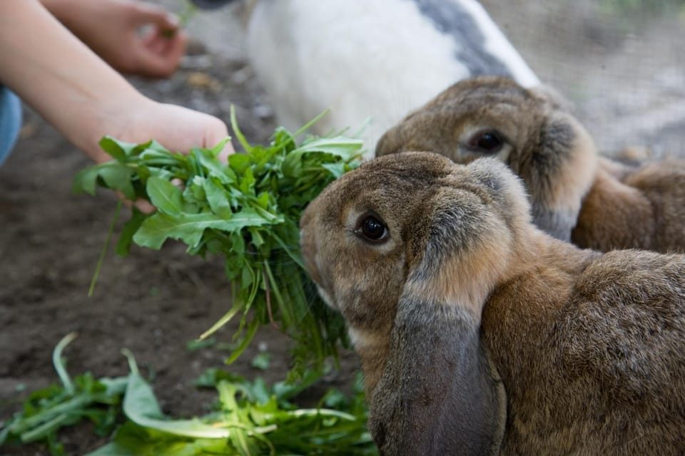 Animals