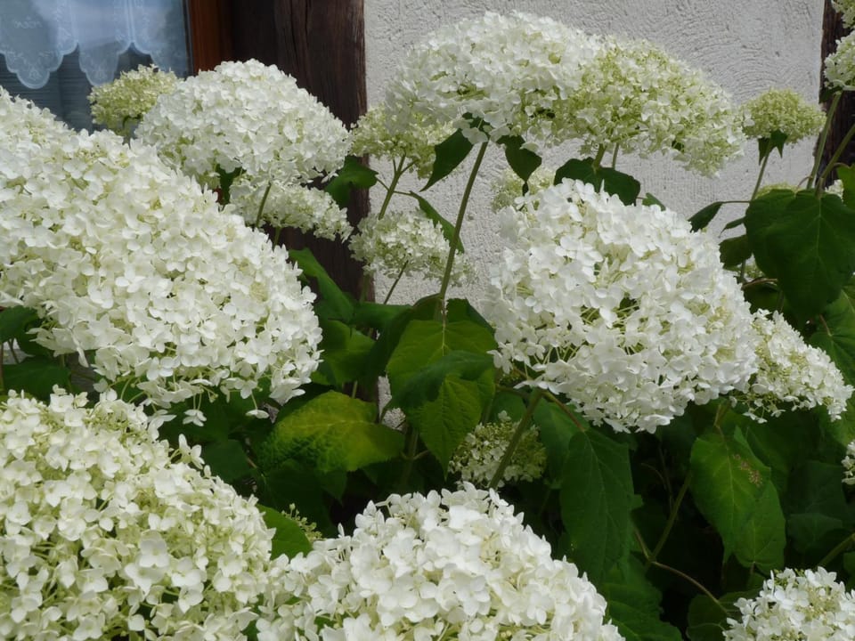 Le Clos BUYRAGANE, Pays d'Auge House in Normandy