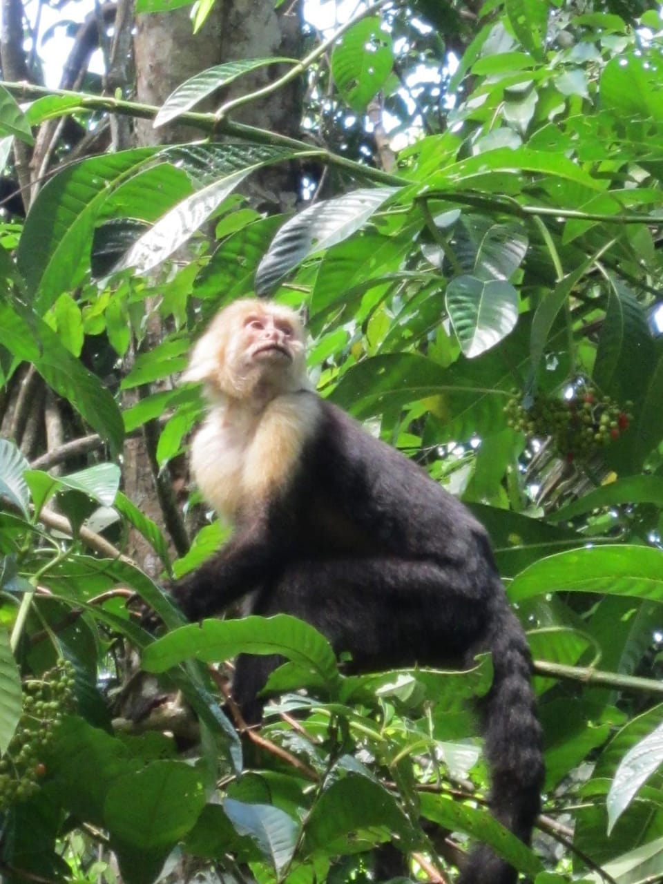 La Cima del Mundo Nature lodge in San José Province