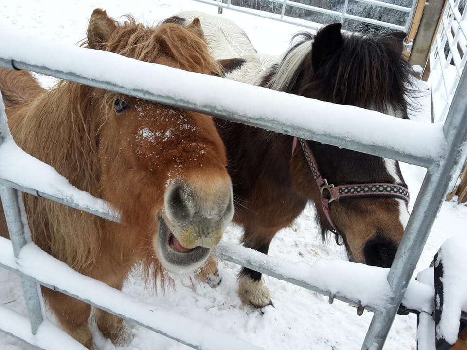Winter, Animals