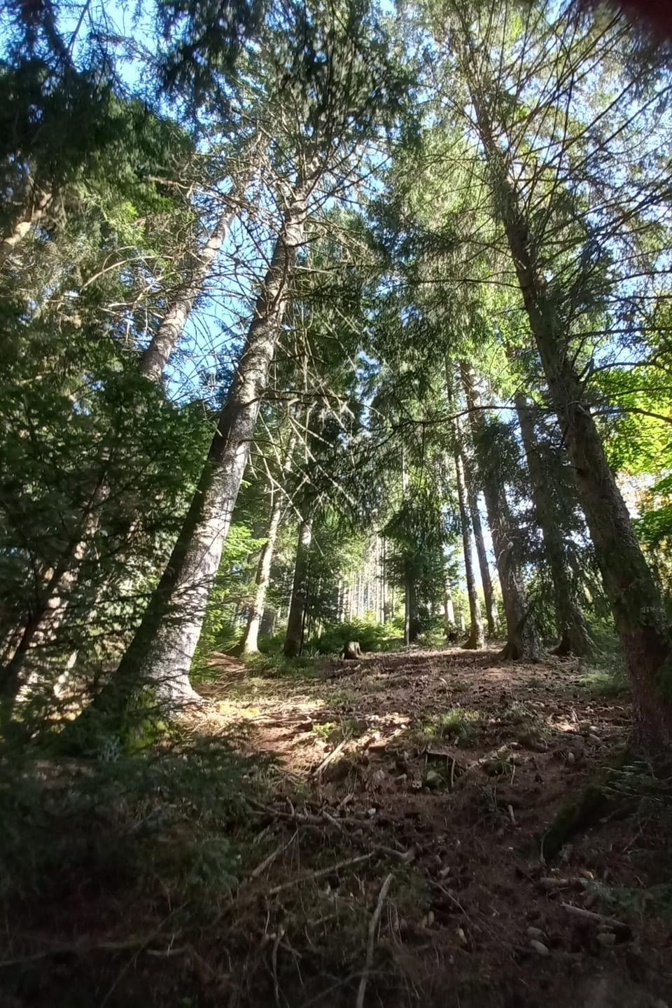 Studio les bleuets Apartment in Gérardmer