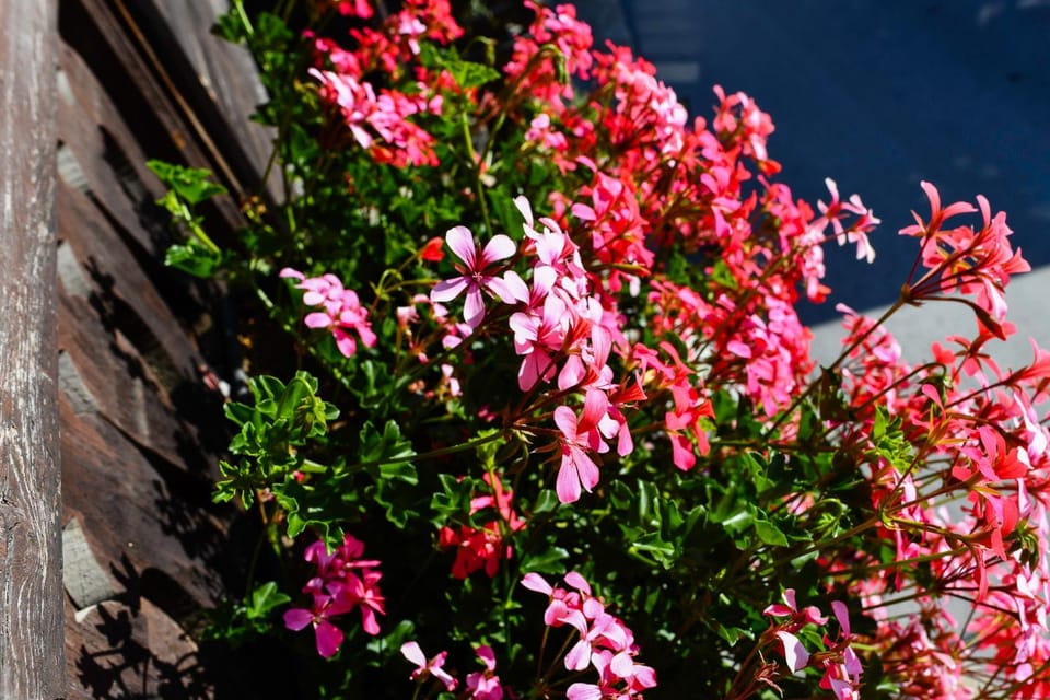 Summer, Garden