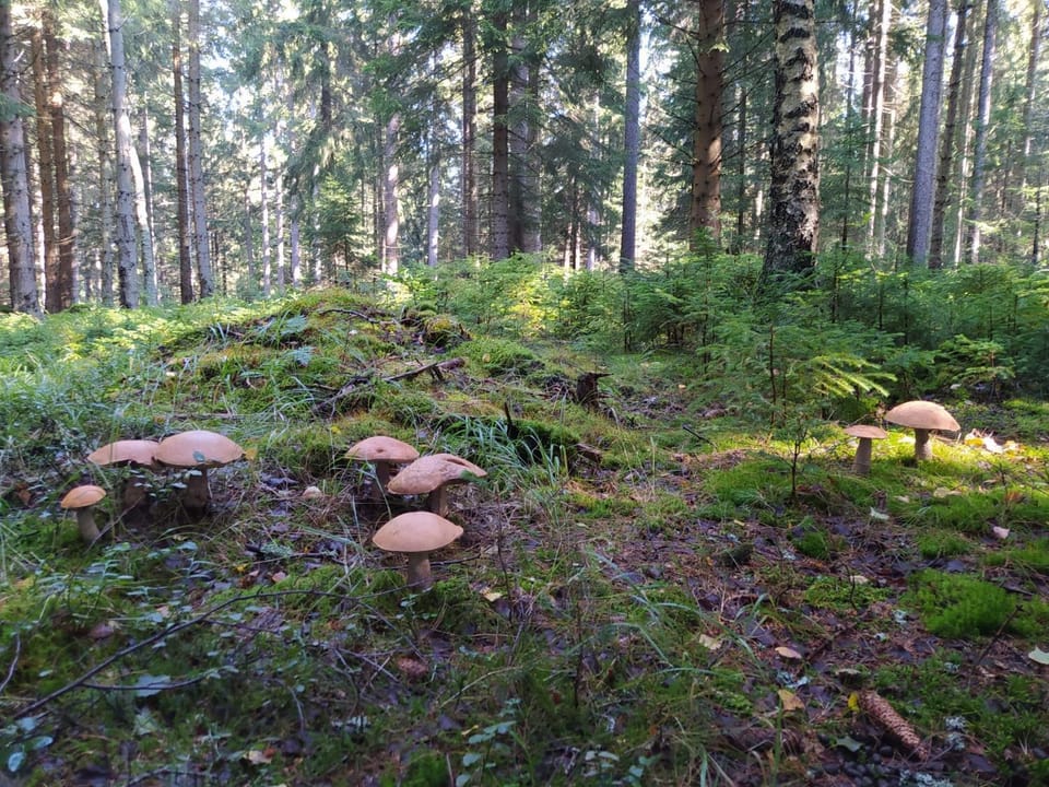 Natural landscape