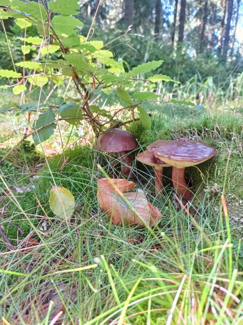 Natural landscape